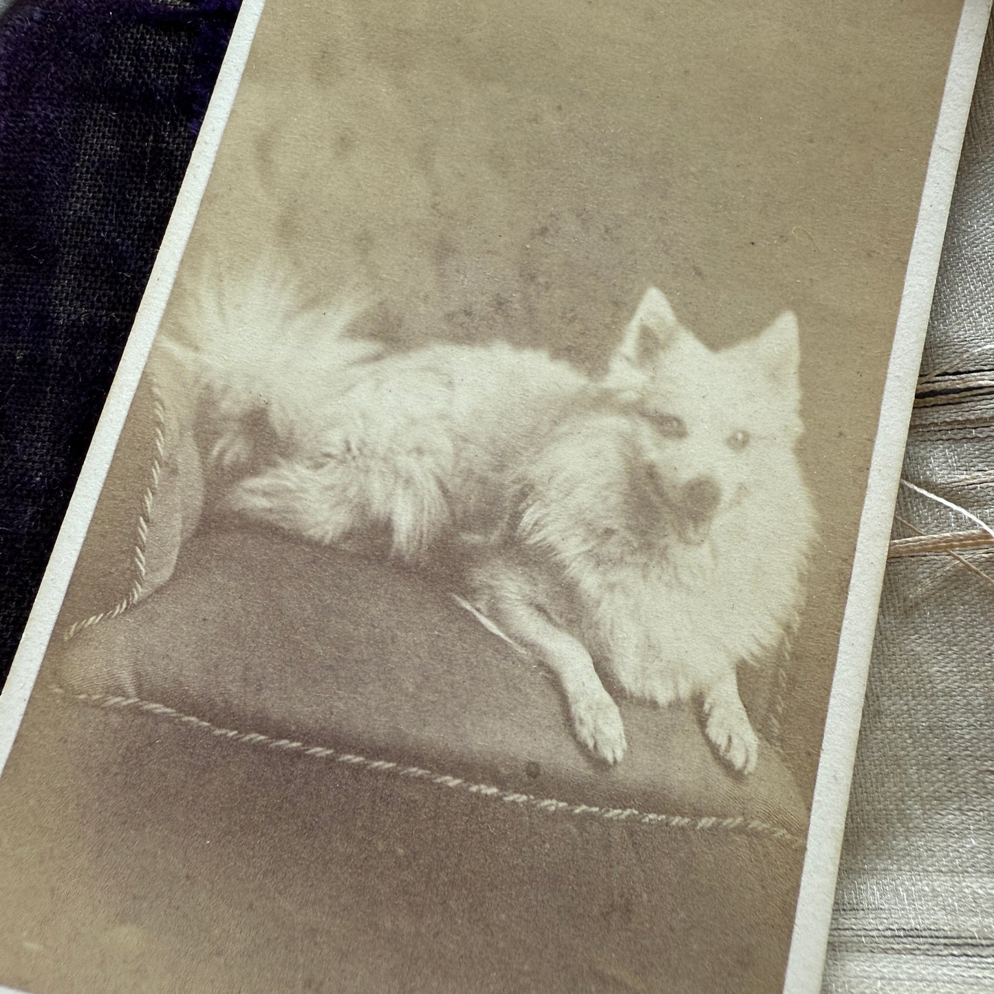 Antique Dog CDV Carte de Visite Photograph