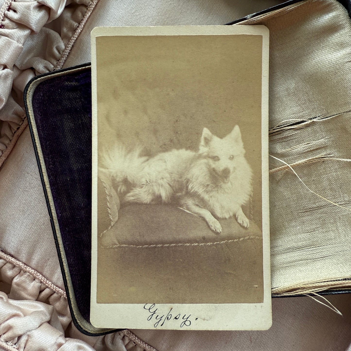 Antique Dog CDV Carte de Visite Photograph