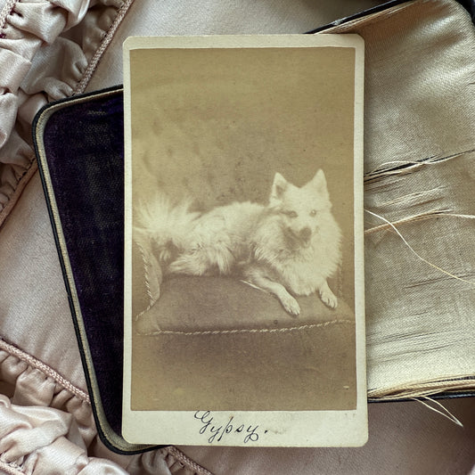 Antique Dog CDV Carte de Visite Photograph