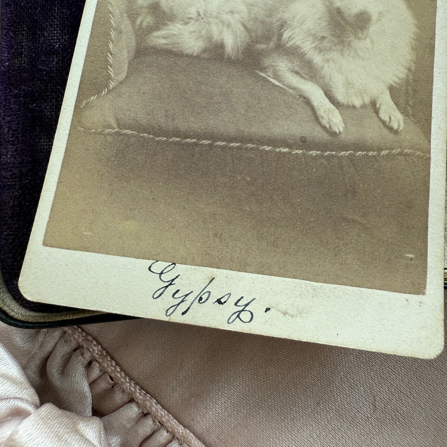 Antique Dog CDV Carte de Visite Photograph